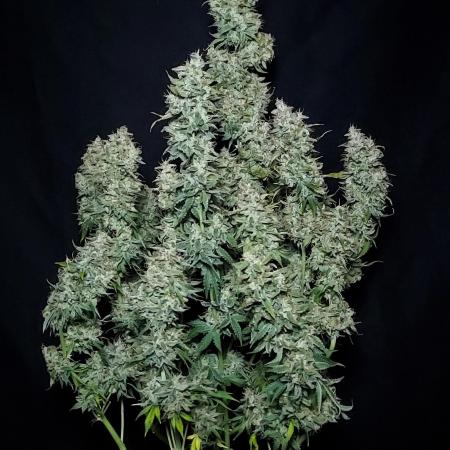 Zkittlez (#2) - Double the Rainbow