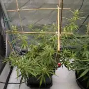 Critical Mass CBD Auto #2