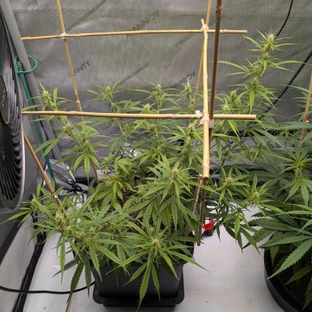 Critical Mass CBD Auto #2