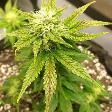 Banana Purple Punch Auto - 5 Gallon