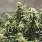 Northern Lights Auto - First Autopot Try