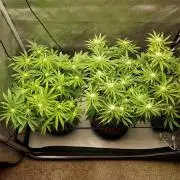 Punch Pie x 2 - Ready for a Knockout!