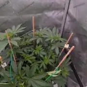 Clementine Slush #2
