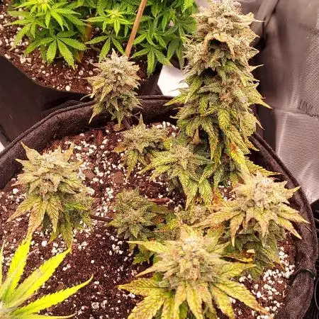 Banana Purple Punch Auto - 5 Gallon