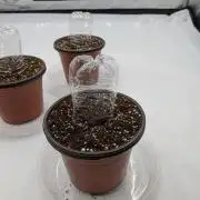 Clementine Slush #2