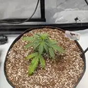 Critical Mass CBD Auto #1