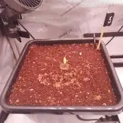 Critical Mass CBD Auto