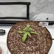 Critical Mass CBD Auto #1