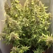 Gorilla cookies soil