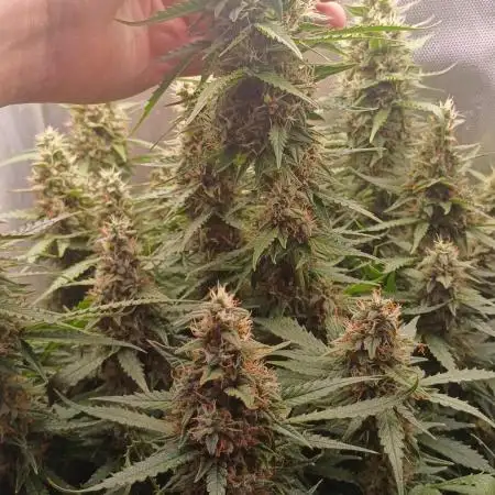 Gorilla cookies soil