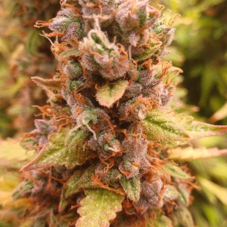 Gorilla cookies soil