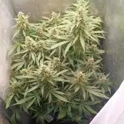 Gorilla cookies soil