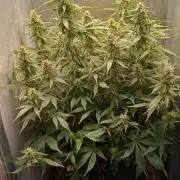 Gorilla cookies soil