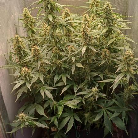 Gorilla cookies soil