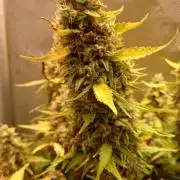 Gorilla cookies soil