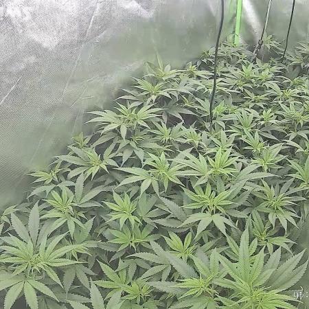 Clones from reveg Blueberry Muffin