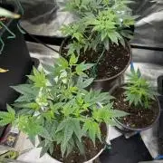 Clones from reveg Blueberry Muffin