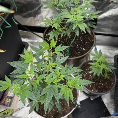Clones from reveg Blueberry Muffin
