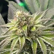 stayhighッ #420 ッ