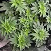 White Gorilla Haze stayhighッ