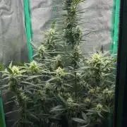 Z-Up Auto (FastBuds) stayhighッ