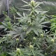 Z-Up Auto (FastBuds) stayhighッ