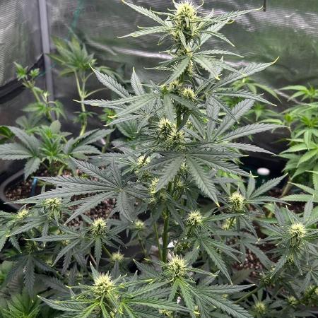 Z-Up Auto (FastBuds) stayhighッ