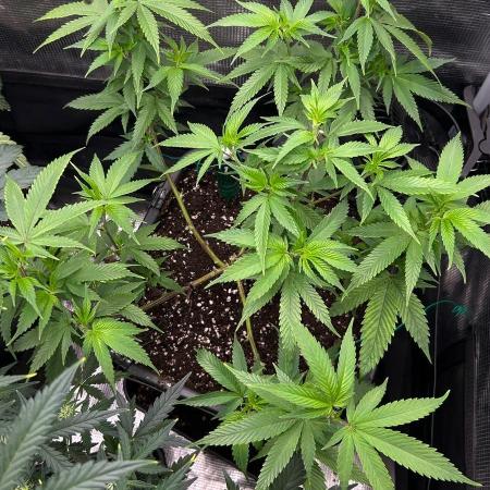 Lemon Haze (Steckling) stayhighッ