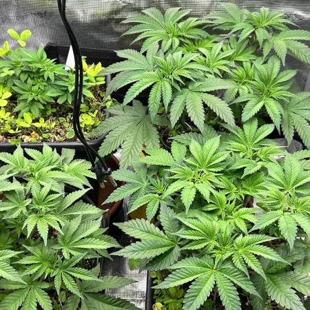 420 Grow