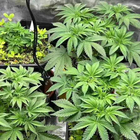 420 Grow