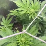 White Gorilla Haze stayhighッ