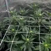 Lemon Haze (Steckling) stayhighッ
