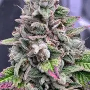 Ethos Mandarin Cookies V2ッ stayhigh420 ッ