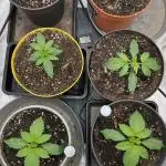 stayhighッ #420 ッ