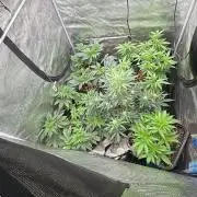White Gorilla Haze stayhighッ