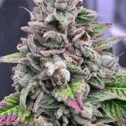 Ethos Mandarin Cookies V2ッ stayhigh420 ッ
