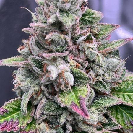 Ethos Mandarin Cookies V2ッ stayhigh420 ッ