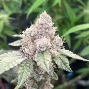 🍋🍒🍦Lemon Cherry Gelato🍋🍒