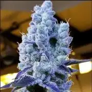 Ethos Mandarin Cookies V2ッ stayhigh420 ッ