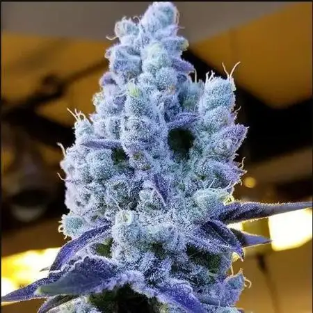 Ethos Mandarin Cookies V2ッ stayhigh420 ッ