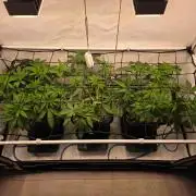 Red Mandarine f1 sweet seeds ❤️