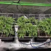 Candy Bubatz XL Grow