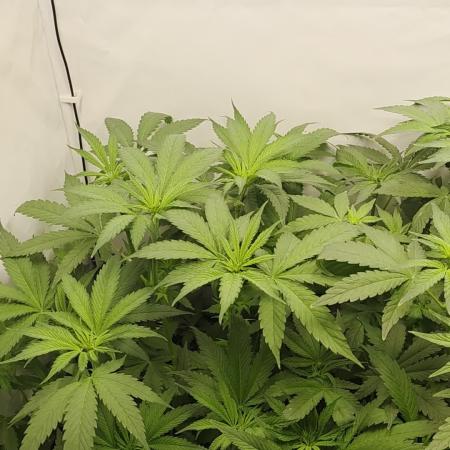 Red Mandarine f1 sweet seeds ❤️