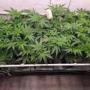 Red Mandarine f1 sweet seeds ❤️