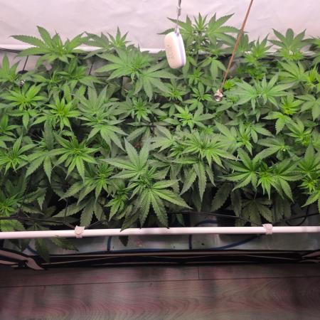 Red Mandarine f1 sweet seeds ❤️