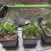 Candy Bubatz XL Grow