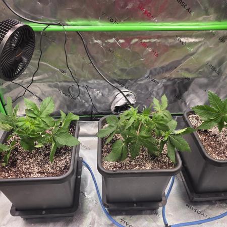 Candy Bubatz XL Grow