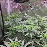 Royal Critical