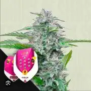 Royal Critical