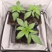 Red Mandarine f1 sweet seeds ❤️